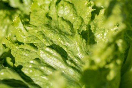 salad iceberg lettuce lettuce leaves