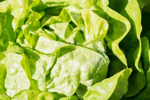 salad lettuce green