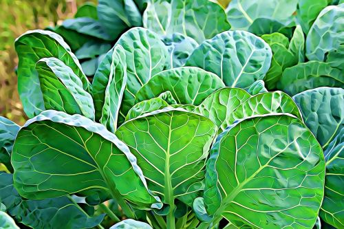 salad plant foliage