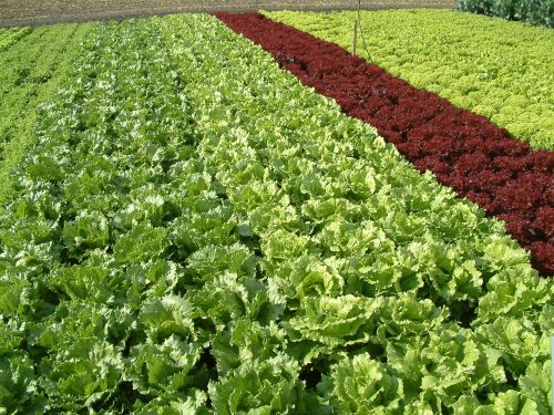 salad salad land growing vegetables