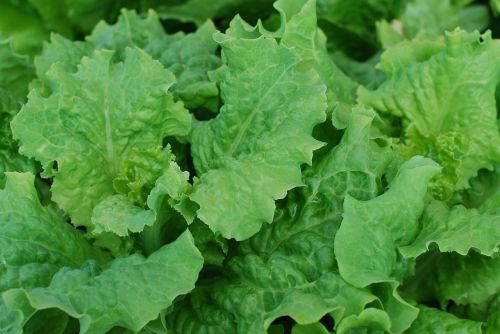 salad lettuce leafy greens