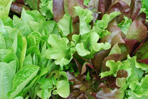 salad lettuce baby lettuce