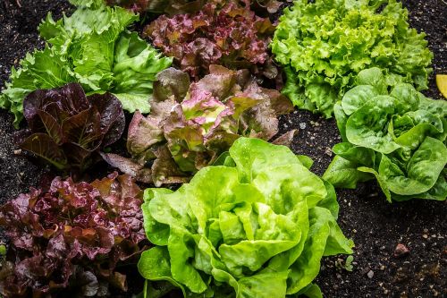 salad salad plant lettuce