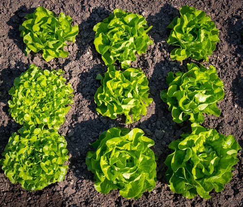 salad  lettuce  spring