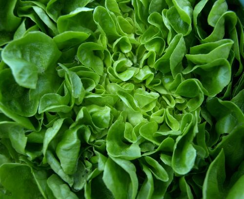 salad leaf lettuce lettuce