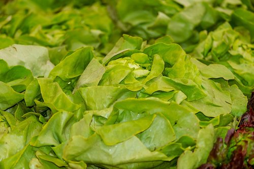 salad  leaf lettuce  green