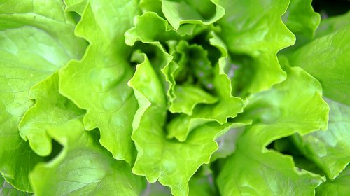 salad  lettuce  fresh
