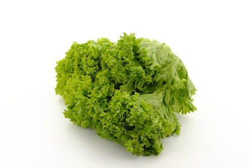 salad  leaf lettuce  lettuce