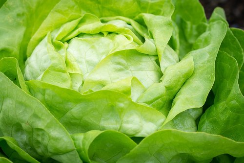 salad  lettuce  green