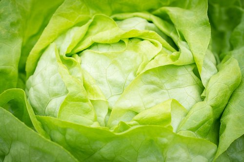 salad  lettuce  head of lettuce