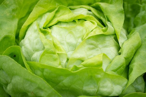 salad  green  green salad