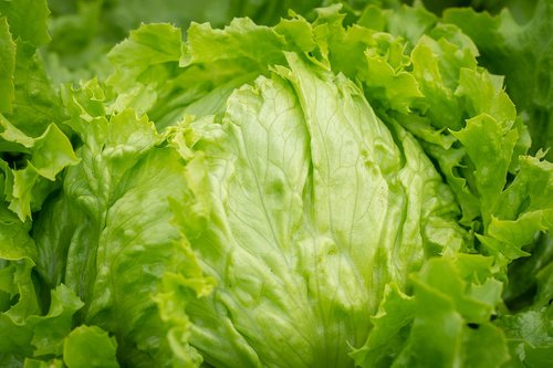 salad  head of lettuce  iceberg lettuce