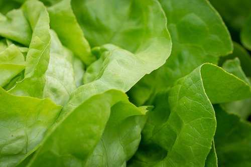 salad  lettuce leaves  lettuce