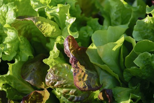salad  lettuce  garden