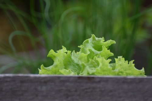 salad  green  food