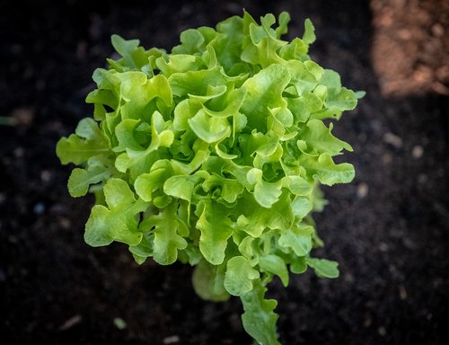 salad  leaf lettuce  green salad