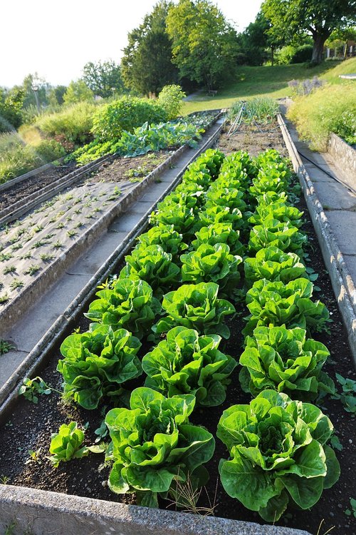 salad  heart  vegetables