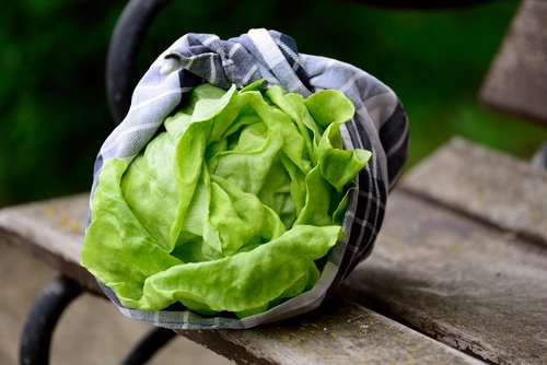 salad  green salad  head of lettuce