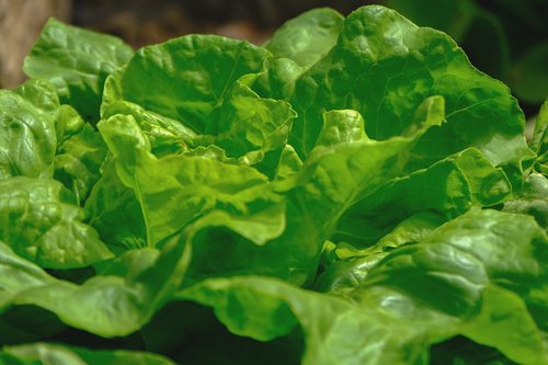 salad  green  healthy