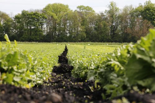 salad field vegetables