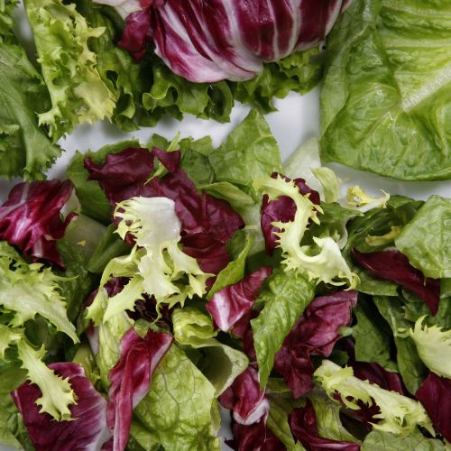 salad lettuce vegetable