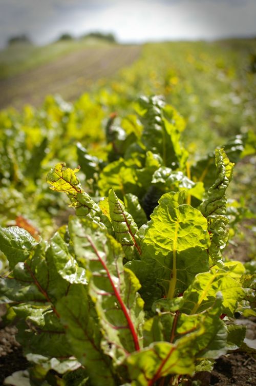 salad field organic