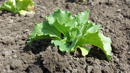 salad arable agriculture