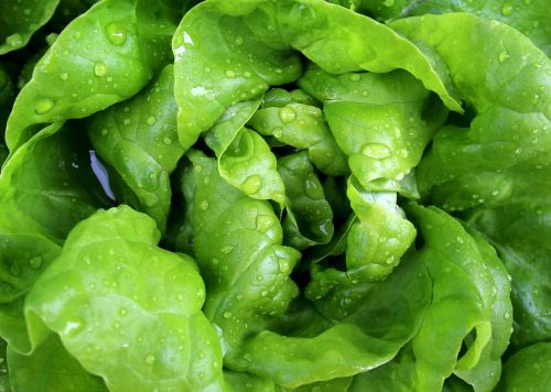 salad leaf lettuce lettuce