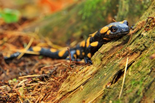 salamander nature amphibian