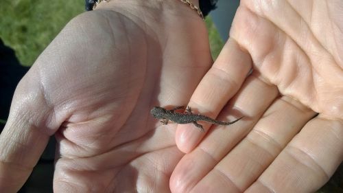 salamander alpine hands