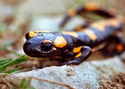 salamander amphibian animal