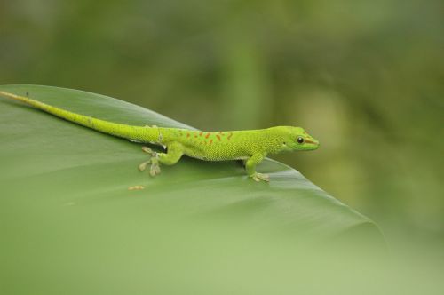 salamander amphibians leaf