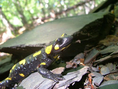 salamander forest vigyori face