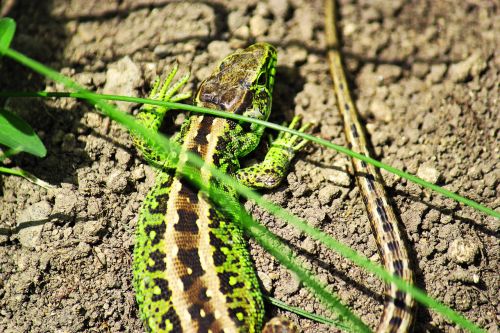 salamander wildlife photography green