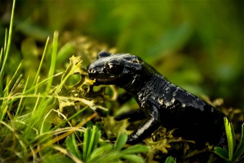 salamander lizard amphibian