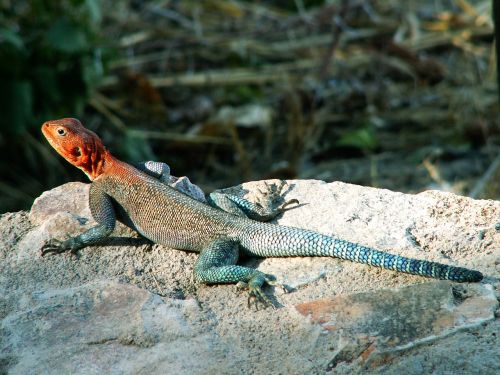 salamander africa lizard