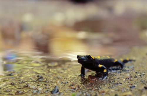 salamander ali anatolia