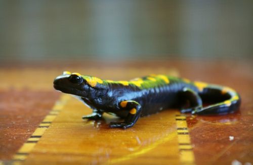 salamander anatolia black