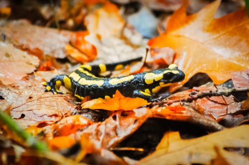 salamander forest leaves
