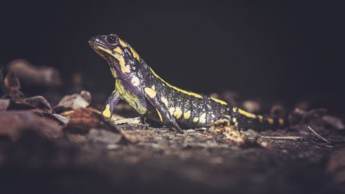 salamander lizard fire salamander