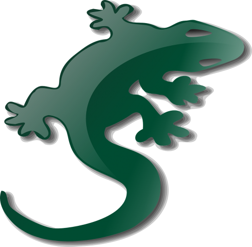 salamander lizard reptile