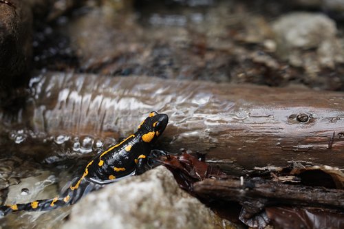 salamander  hiking  slovakia