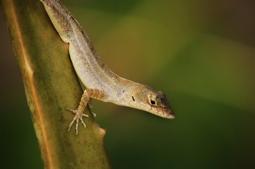 salamander  reptile  lizard