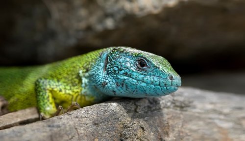 salamander  rock  lizard