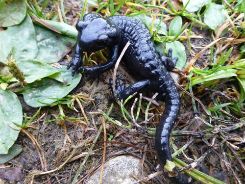 salamander black alpine
