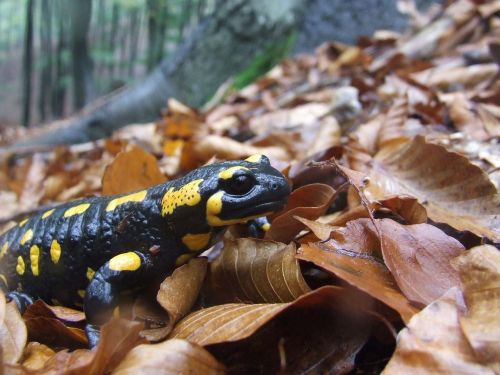 salamander animal moisture