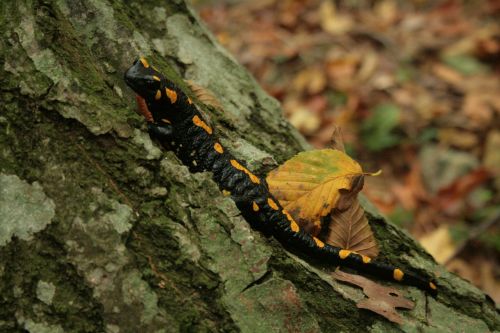 salamander fire salamander yellow