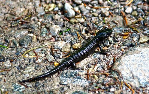 salamander alpine salamander black