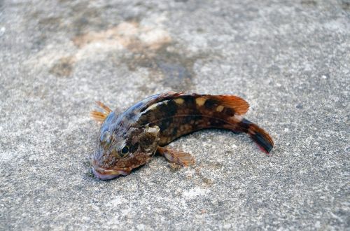 salamander marine products close-up