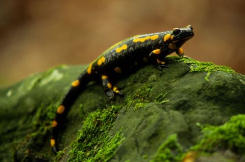 salamander autumn nature